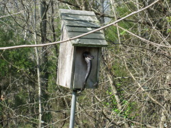 thetalee:  berry-muffin:  pleg:  pigbuster:  thebiggestnerd:  So the other morning I came outside to see this. Cheeky little butthead was sleeping in the birdhouse.  He was SUPER cute though…  Oh my lord  this is not a bird  #Crowley #what the hell
