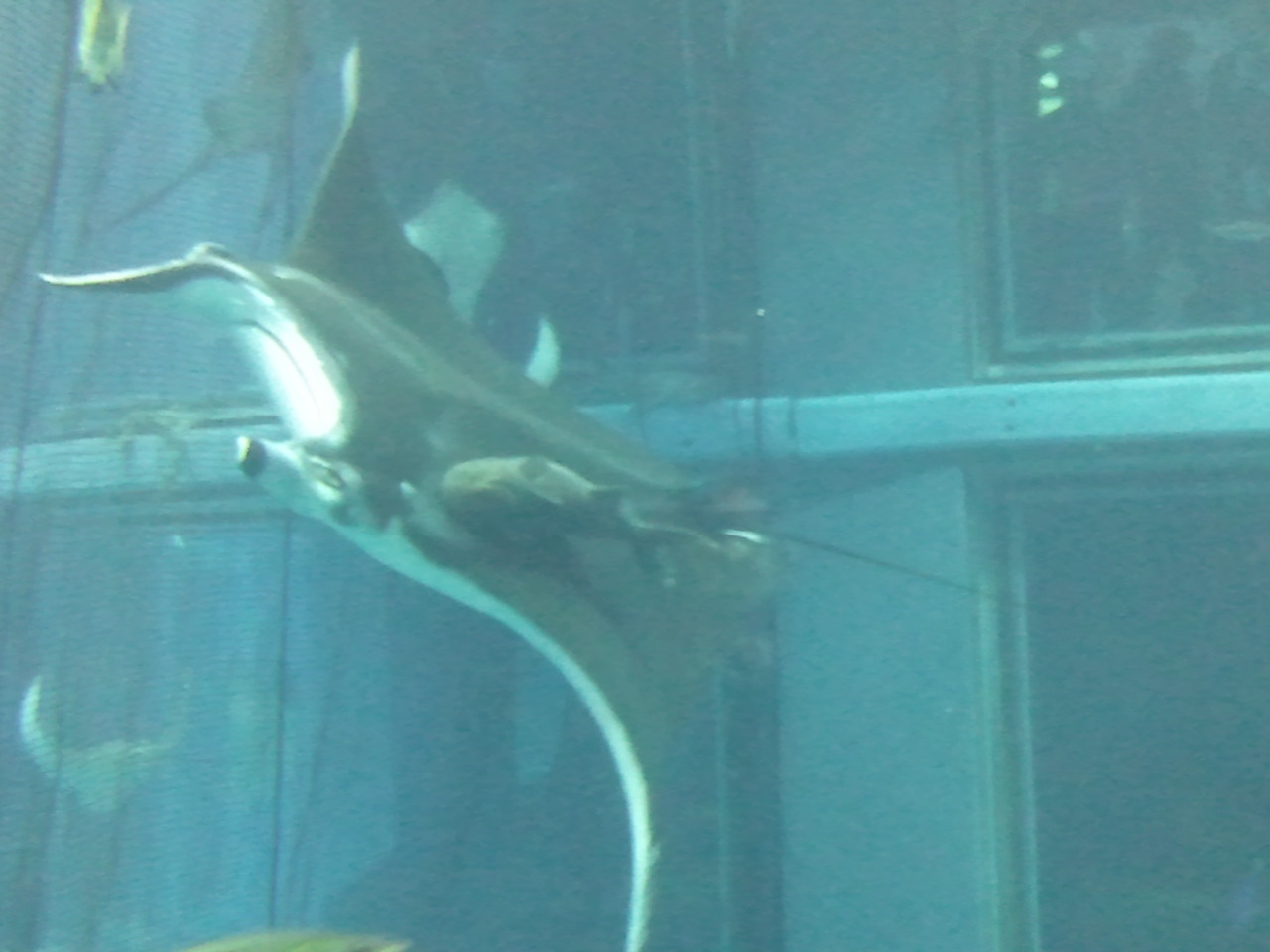 osaka aquarium