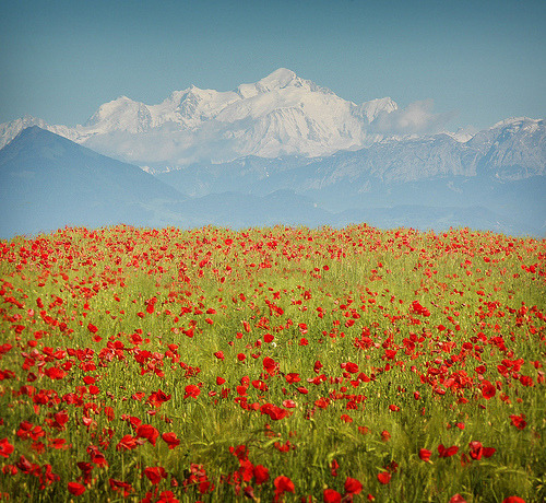 c-h-a-o-s:
“ Red.Petals (by Chris (archi3d))
”