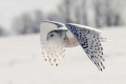 spidercamp:  Snowy Owl in Flight (by Alex