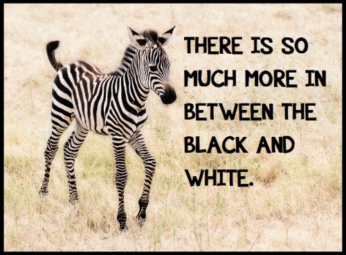 [IMAGE DESCRIPTION: A BABY ZEBRA STANDS IN A FIELD OF LIGHT BROWN GRASS. TEXT READS, “THERE IS