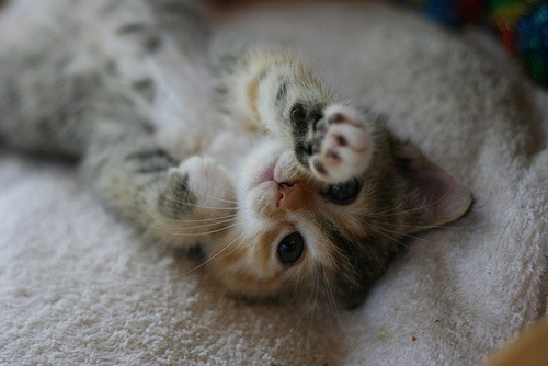 Please Stay .