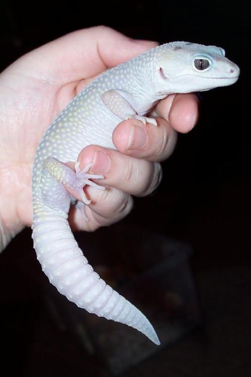 Adult Blizzard Leopard Gecko (Eublepharis macularius)
Photo © LoonyMoony