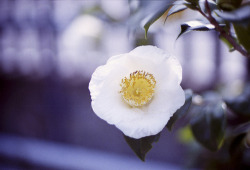 fuckthereallife:  White camellia (by yocca)    I think I&rsquo;ve just fallen in love with these lil buddies