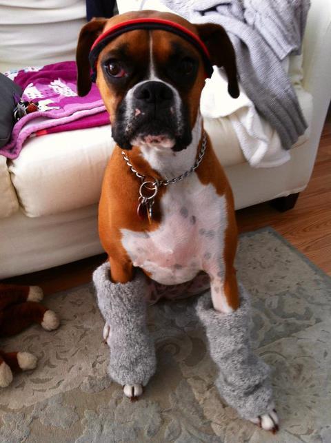 boxerlovers:  Wanna Dance!  I can’t figure out how that dog is willingly wearing legwarmers.