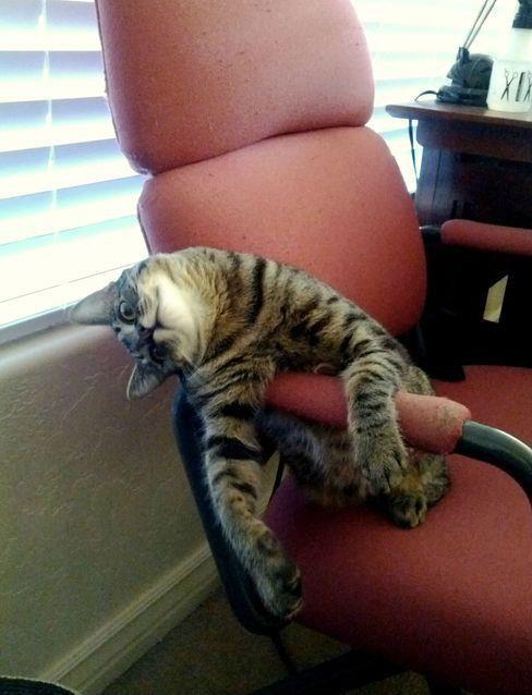 avodka-kedavra:  This cat gets me.  Accurate depiction of my co-workers and me at the moment.