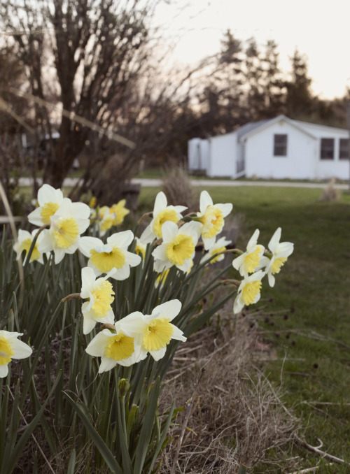 daffodils at a beach cottage