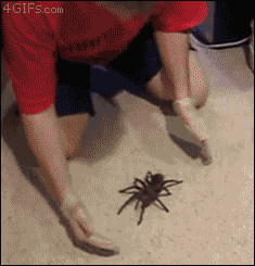 lifegiftorcurse:  This is for my boyfriend whom is deathly afraid of spiders…MWAHAHAHAHA!!!! Love ya babe ;) 