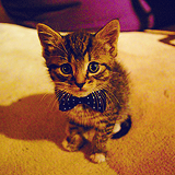 Nine Favorite Pictures of Cats Wearing Bowties