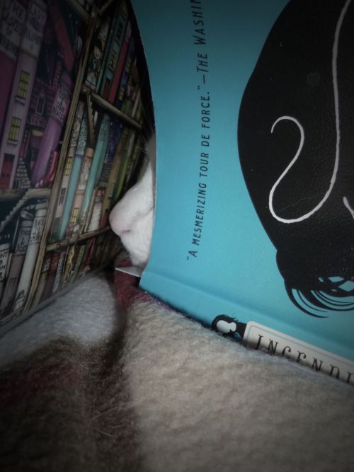 My cat Sam in between Chris Cleave&rsquo;s heartbreaking first novel Incendiary and my comp