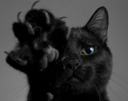 catp0rn:  source 