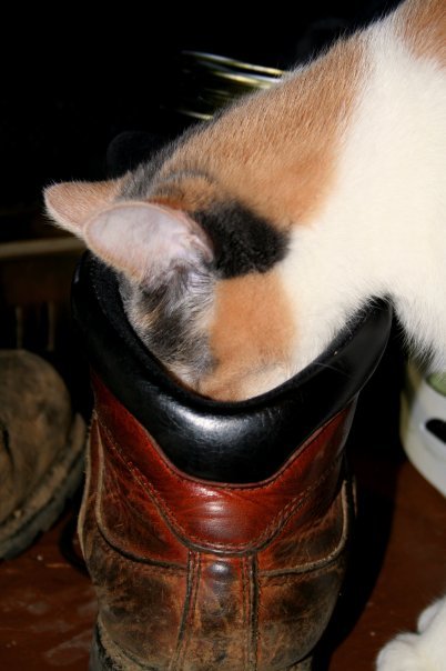 shannnfayyy:  Photo by me :) Model: My cat, Barlie &lt;3
