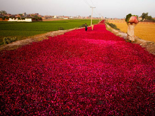 Lahore-Rose People walk on a road covered by rose-petals, spread by wholesale dealers for drying pur