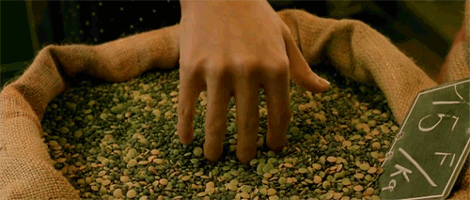 lentils | amélie