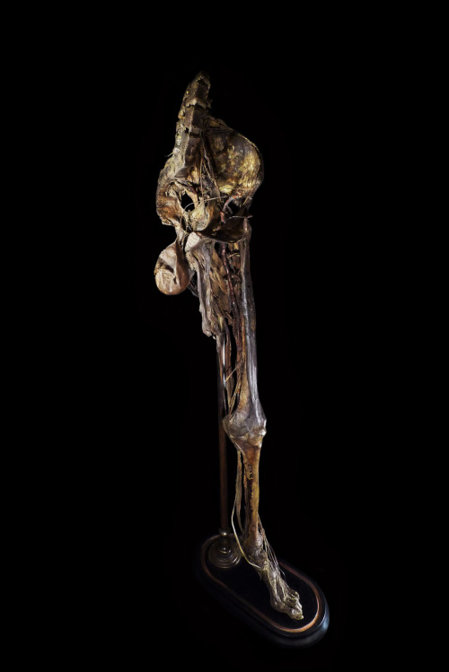 ryanmatthewcohn:Mummified Human Leg. Mounted by Ryan Matthew. Photo by Sergio Royzen.