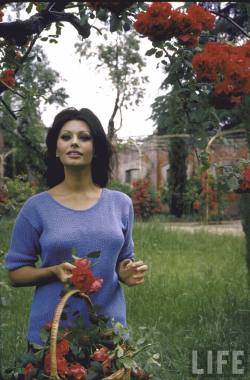 Life Magazine: at home with Carlo Ponti and Sophia Loren (1964).