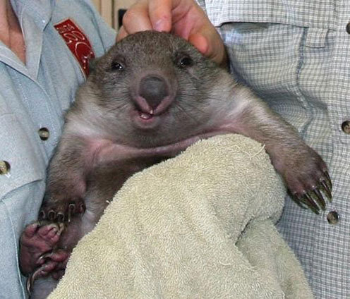 youcantlivewithoutthem:Mr. WOMBATMY SPIRIT ANIMAL