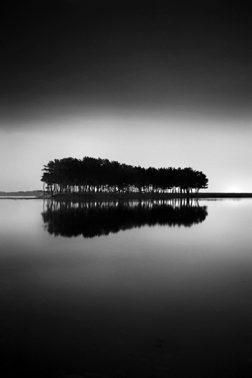 blackandwhite:(via 500px / Photo “Pine Trees” by Young Wook Woo)