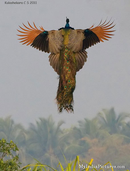 nickastig:  Peacock: The national Bird of India..We have always seen the pics of a peacock, spreading its plume, sitting..But how many of us have seen it flying like this??? 