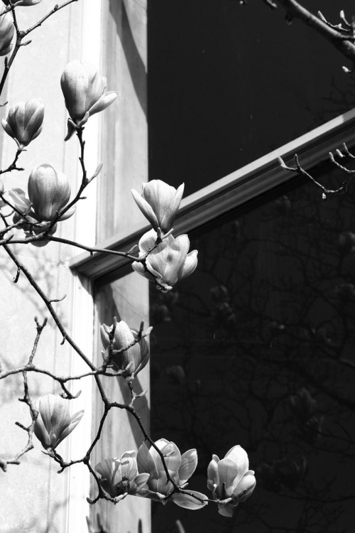 Porn photo butisitartphoto:  Magnolia Echo 