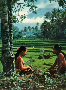 awakeningapril:   INDONESIA. Bali. Two young