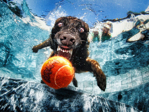  Photos of dogs taken just as they land in water. Source [x]   Awww so cute and funny awww