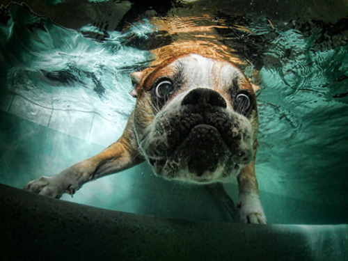  Photos of dogs taken just as they land in water. Source [x]   Awww so cute and funny awww