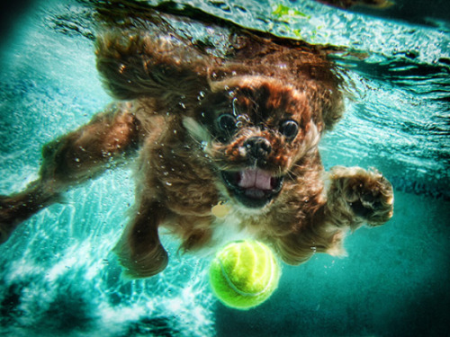  Photos of dogs taken just as they land in water. Source [x]   Awww so cute and funny awww