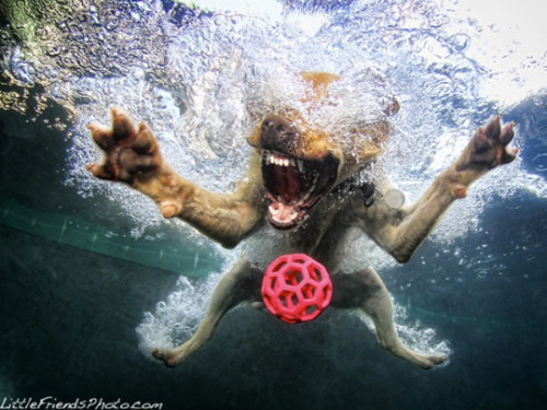  Photos of dogs taken just as they land in water. Source [x]   Awww so cute and funny awww