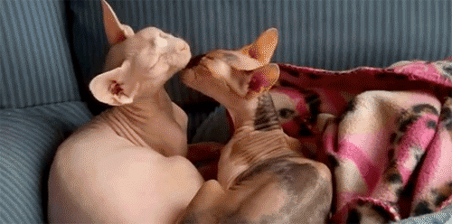 lavagirlcourtney:  my sister blogs hairless cats because she knows i love them.(