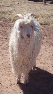 Sammy Goat, an angora goat