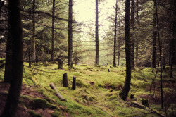 d4rk-w0lf:  The forest by Anne Marthe Widvey on Flickr.