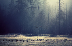Sweet Escape