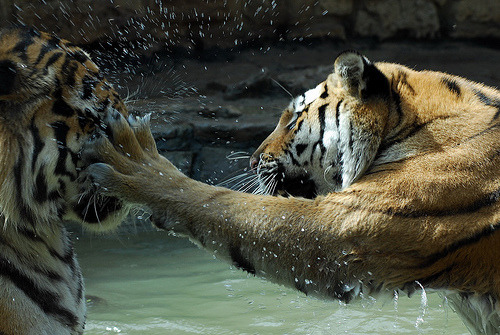 lets-run-like-water:  To da face 