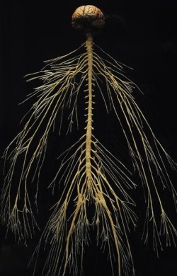 The Central And Peripheral Nervous System Of A Plastinated Cadaver.