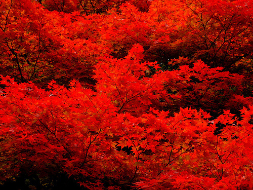 ruineshumaines:  魔力紅 (by ( ´_ゝ`) Sho) 