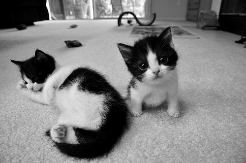 laraaibb.tumblr.com/post/58319417955/