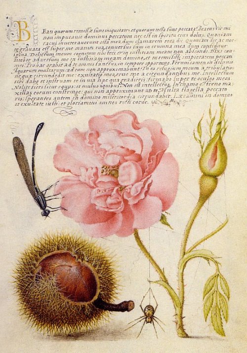 muirgilsdream:Carnation, etc. Georg Bocskay, calligrapher; Joris Hoefnagel, artist.