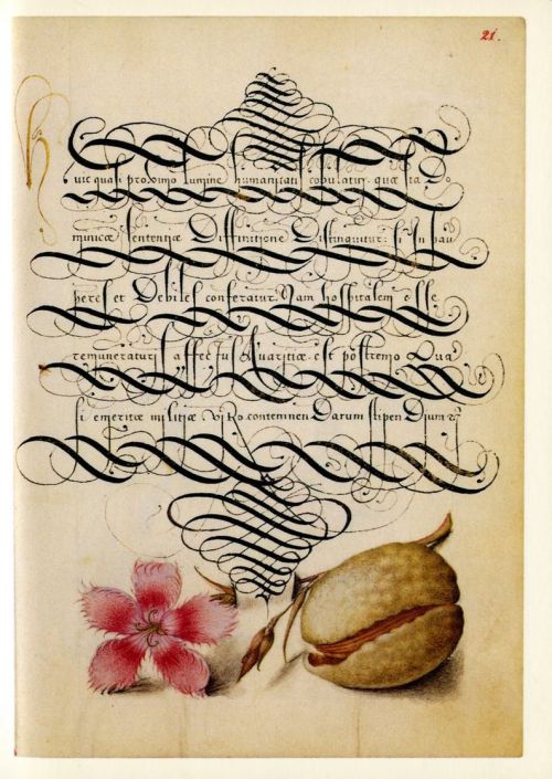 blushisthecourt: Georg Bocskay, calligrapher; Joris Hoefnagel, artist.