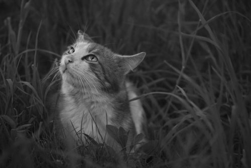 catp0rn:  cat by maryanak 