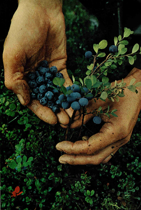 cratered:“"Berry fever” is the summer-fall seizure that sends me out picking the wonderful vari