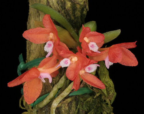 Ceratocentron fesselii, an angraecoid from the island of Luzon in the Philippines, where it grows around 1100 meters in elevation. Photographs by Lourens Grobler.