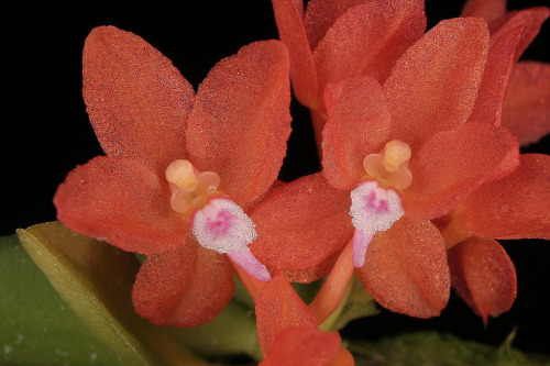 Ceratocentron fesselii, an angraecoid from the island of Luzon in the Philippines, where it grows around 1100 meters in elevation. Photographs by Lourens Grobler.