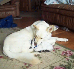 stepchildofthesun:  It’s a dog and a baby goat. YES, please, get on my blog now.