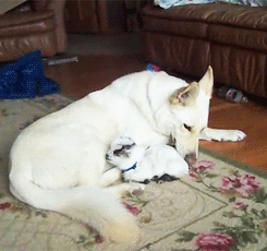 stepchildofthesun:  It’s a dog and a baby goat. YES, please, get on my blog now.