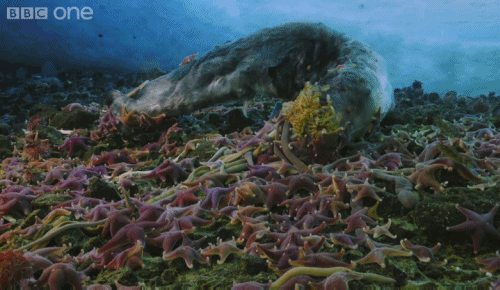   Starfish feeding on a dead whale.  i’ve never been scared of starfish until this moment 