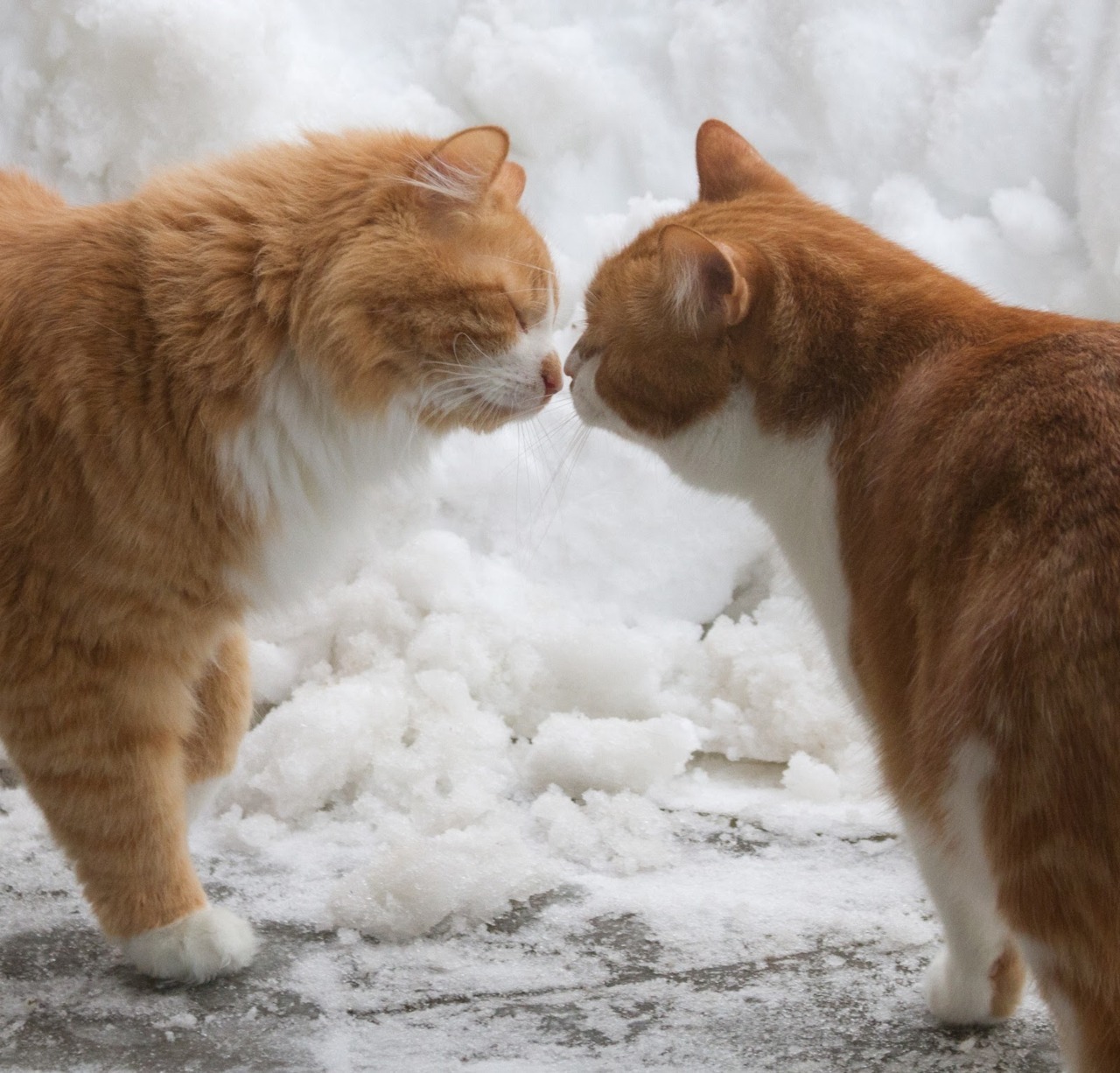 “Okay, just one more kiss…”
Photo by ©Pikku Punapippuri