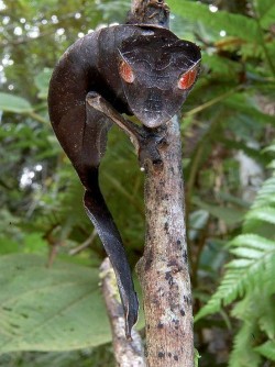 funnywildlife: intimidated:  Satanic Leaf-Tailed Gecko 