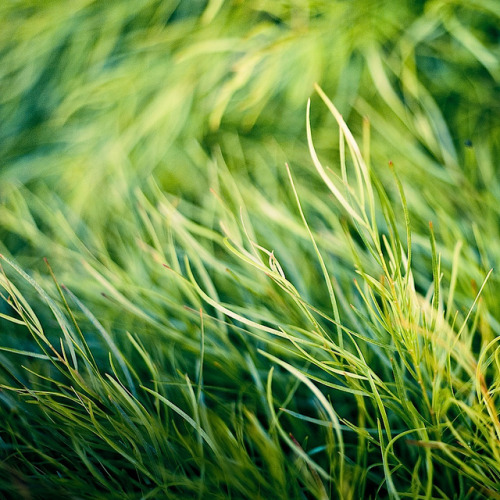 deathtosadness:Nature / grass / green / bokeh by ►CubaGallery on Flickr.