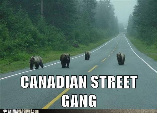 darksidelawyer: When you’re a bear, you’re a bear, and you don’t have a care&helli